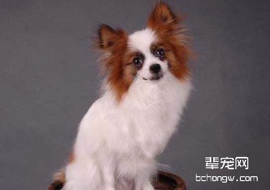 蝴蝶犬配种要注意什么