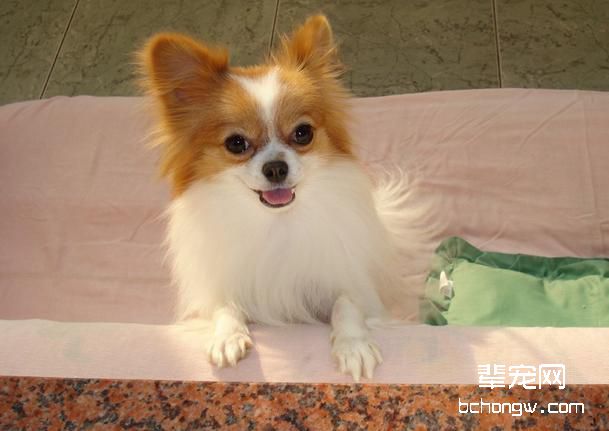 蝴蝶犬假孕有什么症状表现