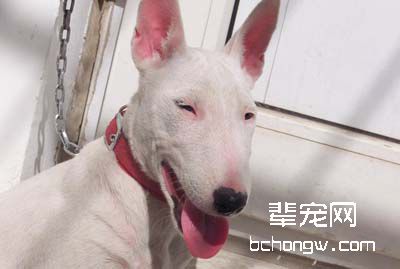 给牛头梗绝育好不好呢