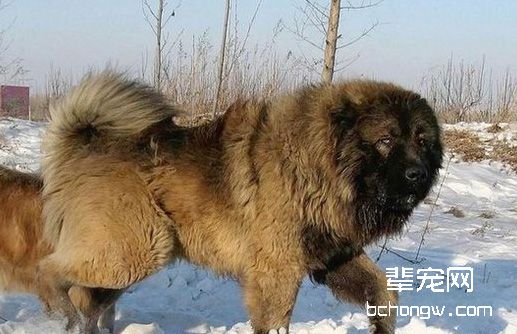 高加索犬绝育后会出现的问题