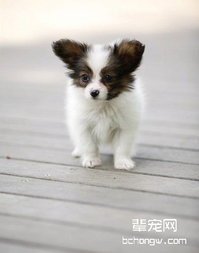 吉娃娃生产前兆表现有什么