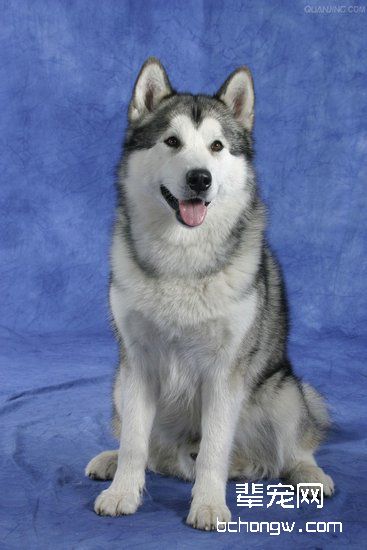 阿拉斯加犬产后护理注意事项