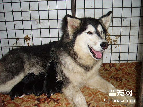 阿拉斯加犬繁殖要注意哪些方面