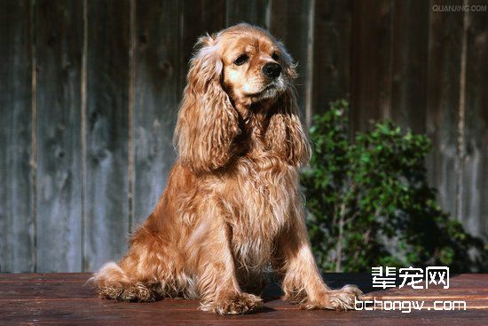 可卡犬产后和产前怎么护理