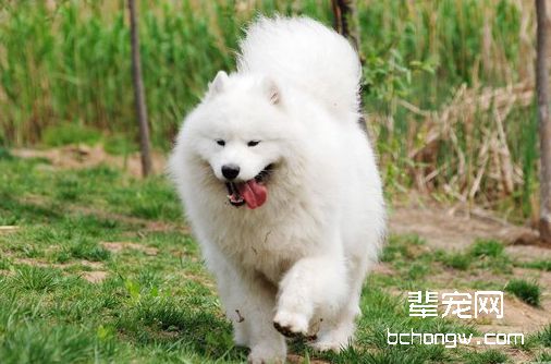 萨摩耶犬配种受哪些因素影响