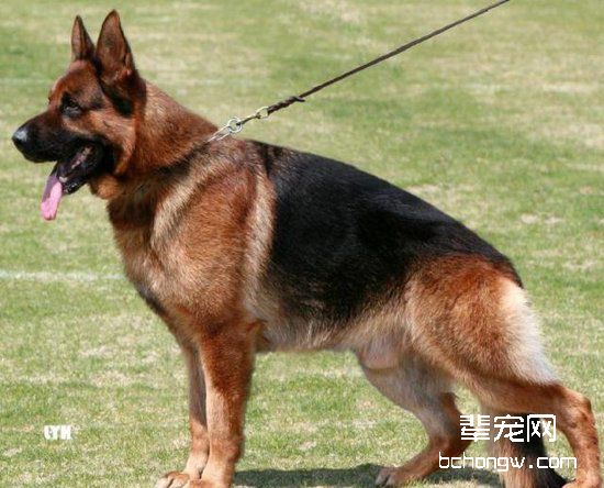 德国牧羊犬生产前兆和表现