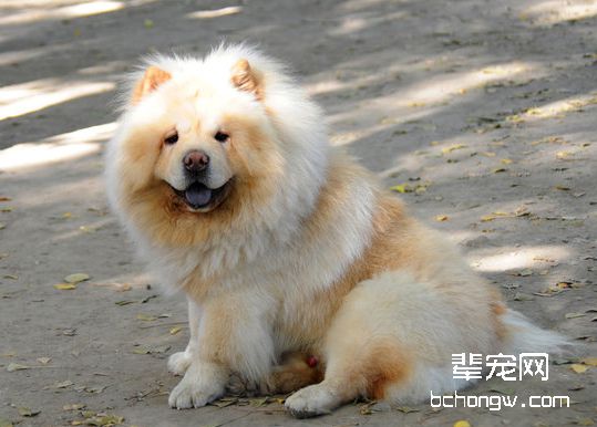 狗狗临产前需要准备什么