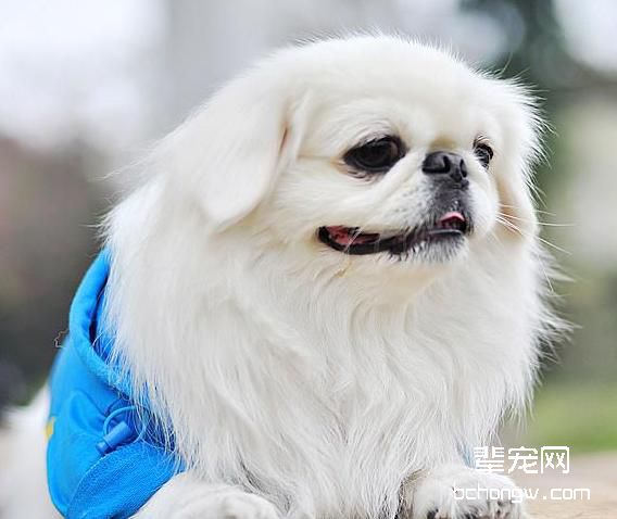 狗狗不育不孕如何治疗