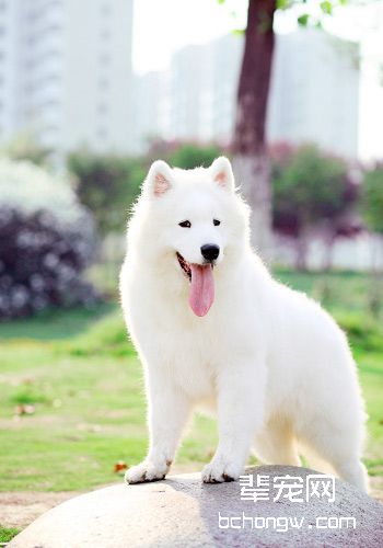 母狗发情和怀孕期的注意事项