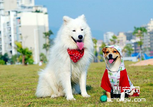 秋季带狗狗出行警惕发情事故