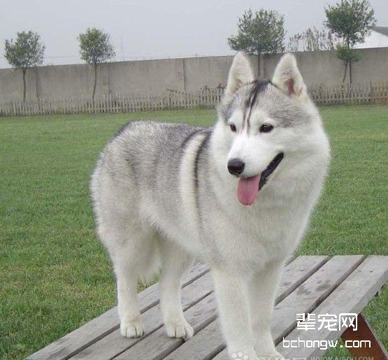 关于怀孕期间哈士奇母犬的喂食