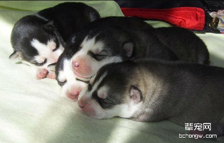 如何照顾哈士奇幼犬