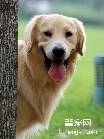 纯种犬的近亲繁殖的理论