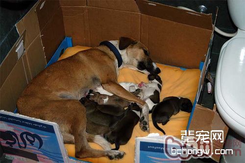 母犬分娩过程全程解析