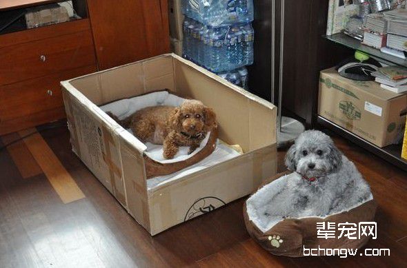 狗狗生产前主人要做好的事