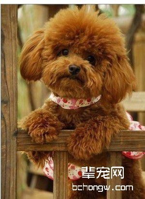 犬的发情周期和发情期间行为表现