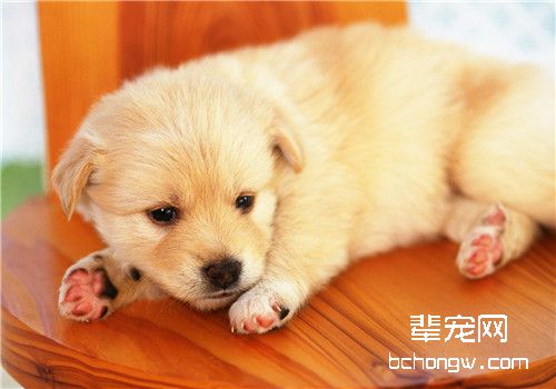 狗皮肤病常见病因及症状特点