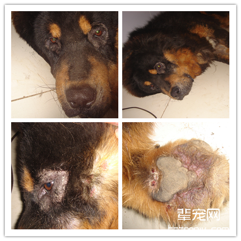 一例藏獒犬蠕形螨的病例分析