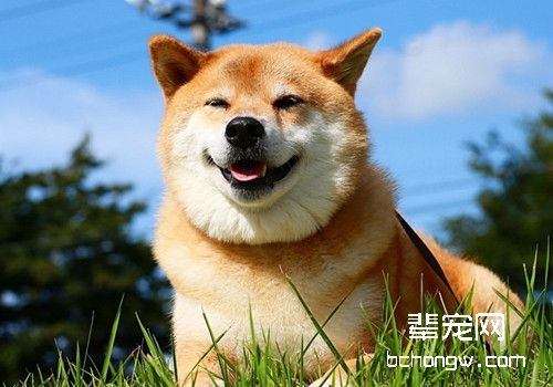为什么狗狗夏季更容易得皮肤病？