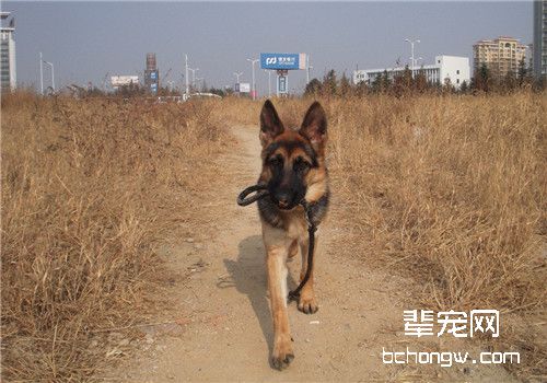 德牧皮肤病的治疗建议