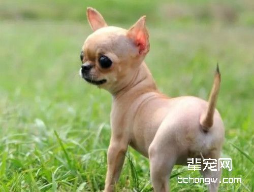 吉娃娃常见五大皮肤病