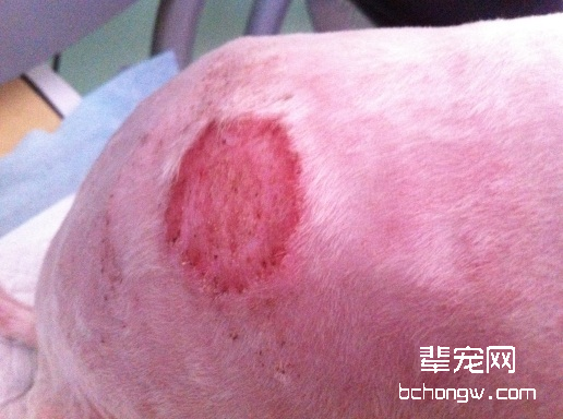 常见犬皮肤病的发病原因及诊断
