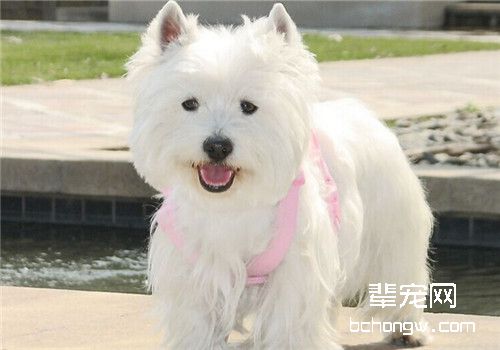 狗狗患湿疹的病因及防治措施