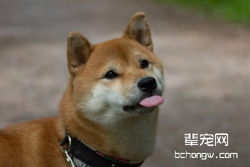 柴犬常见皮肤病及如何预防