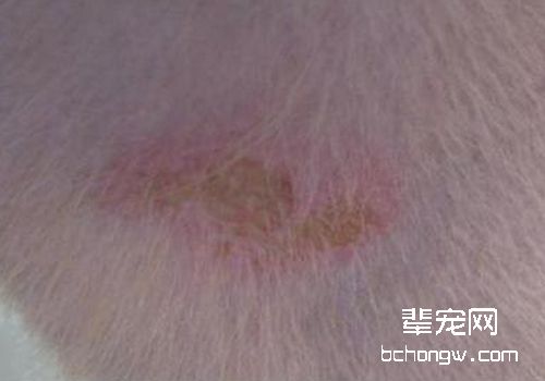 如何防止犬真菌性皮肤病复发