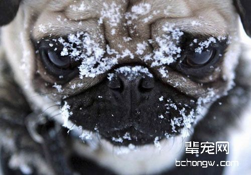 让巴哥犬远离皮肤病