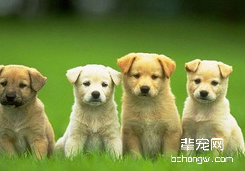 犬性激素皮肤病处理