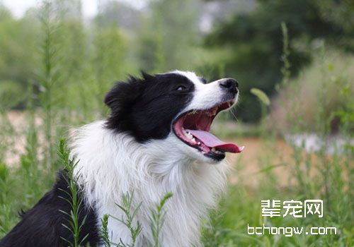 让边境牧羊犬远离皮肤病