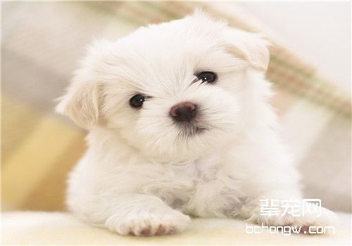 狗皮肤病的预防方法