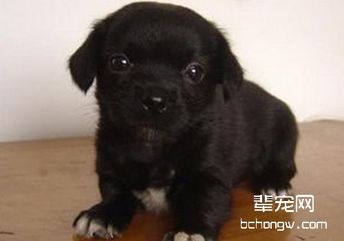 狗狗湿疹处理