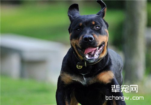 犬舐触性皮炎的疾病概述