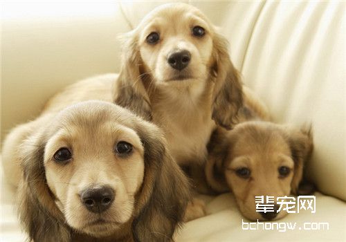 犬脓皮病的治疗要点