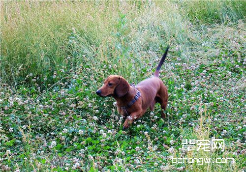 犬脓皮病的临床症状