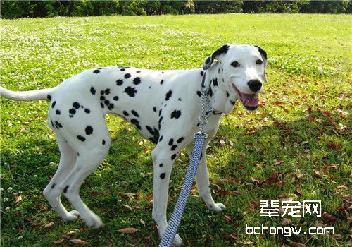 犬螨虫病的治疗原则