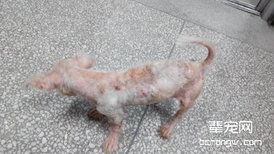 一例犬疥螨病的诊疗体会