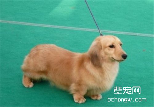 犬脓皮病的病因分析