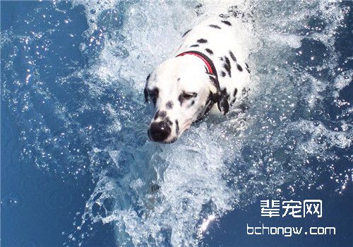 犬螨虫病的诊断要点