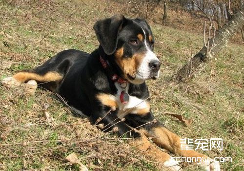 犬寄生虫之疥螨感染性皮炎
