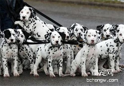 犬螨虫病的临床症状
