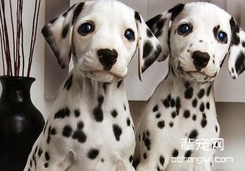 犬寄生虫之蠕形螨性皮肤病