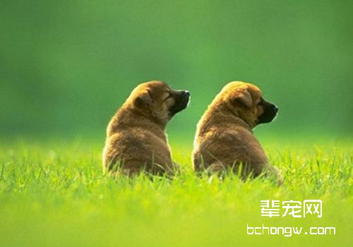 狗狗患脓皮症怎么办