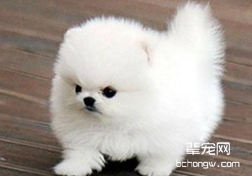犬寄生虫性皮肤病之跳蚤感染性皮炎
