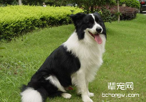 如何预防狗狗真菌性疾病