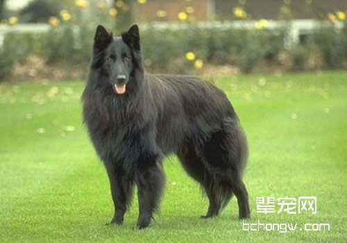 什么是狗狗的真菌性皮肤病