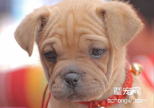 狗狗得皮肤病后不能吃哪些食物