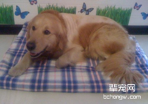 狗狗皮肤病会传染给人吗